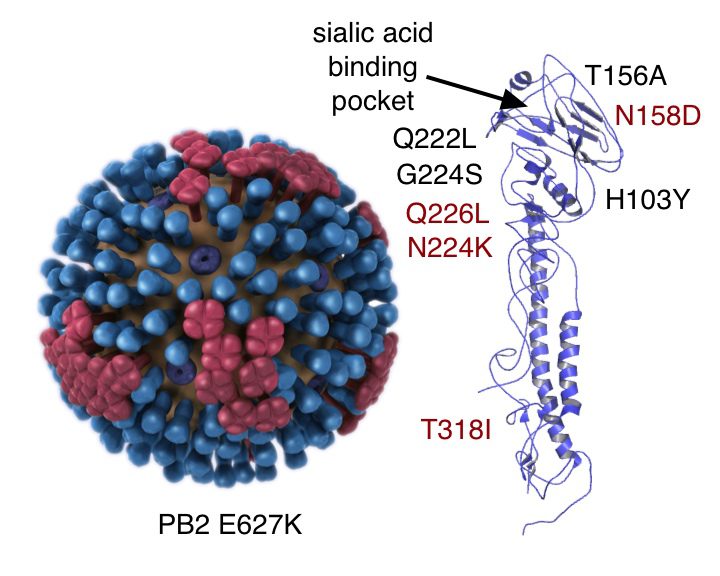 Influenza across microbewiki zones subtypes