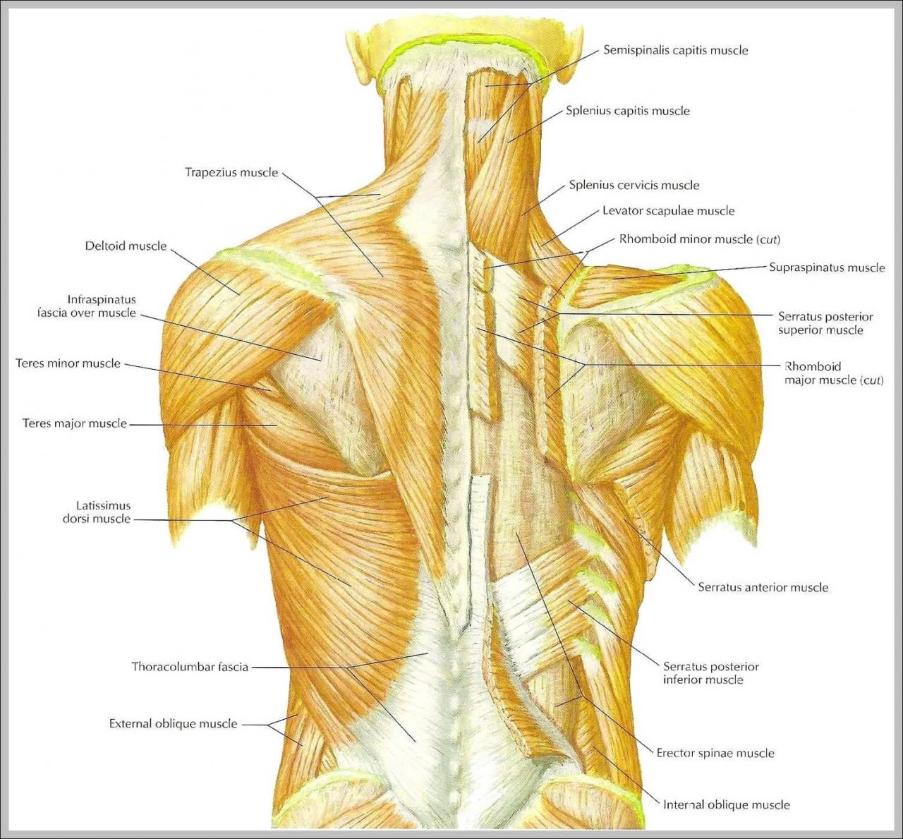 Muscles back anatomy erector lower spinae deep bodybuilding big wizard impressive years